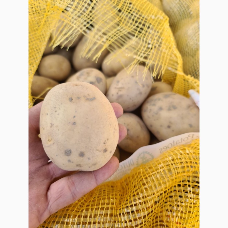 Фото 2. Продам картофель сетевого качества