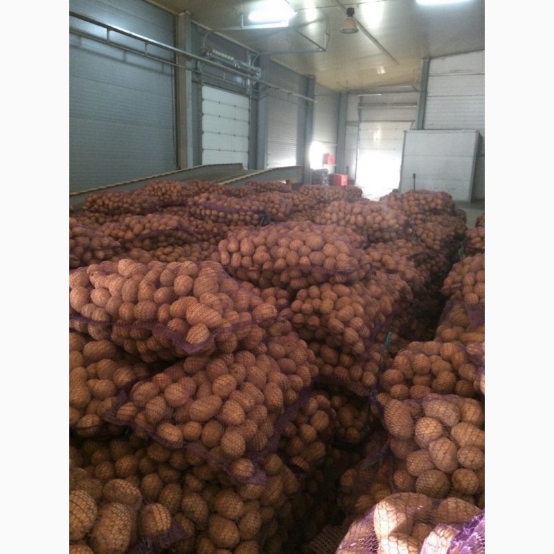 Фото 15. Продам картофель сетевого качества