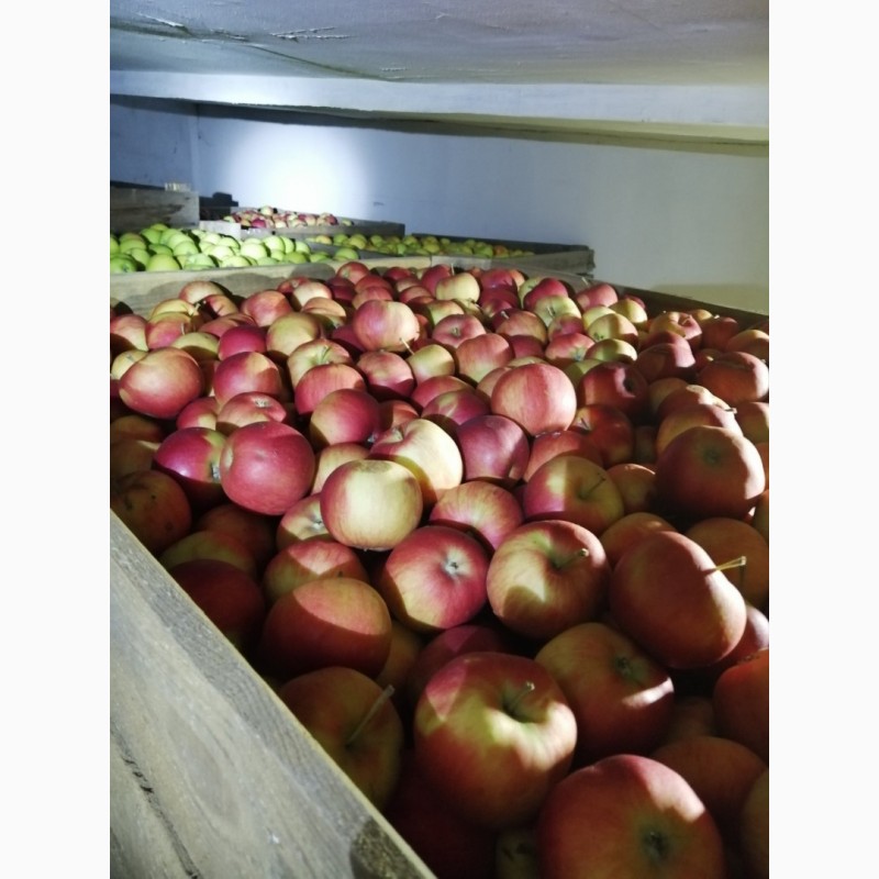 Фото 2. Продам яблука із власного саду