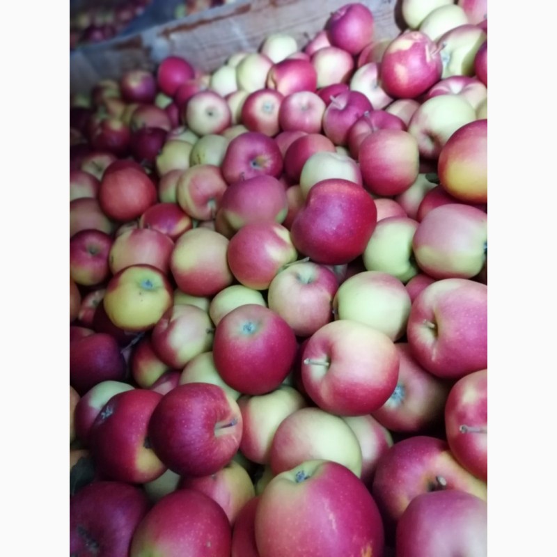 Фото 4. Продам яблука із власного саду