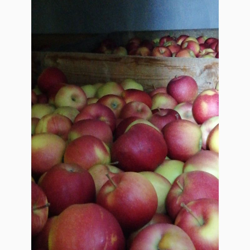 Фото 5. Продам яблука із власного саду