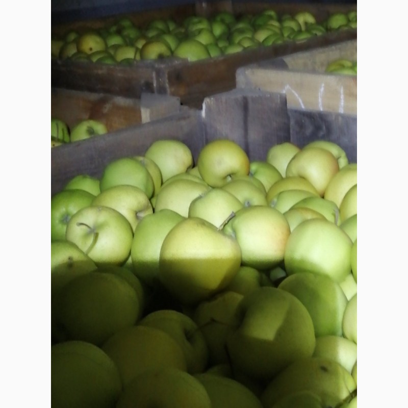 Фото 6. Продам яблука із власного саду