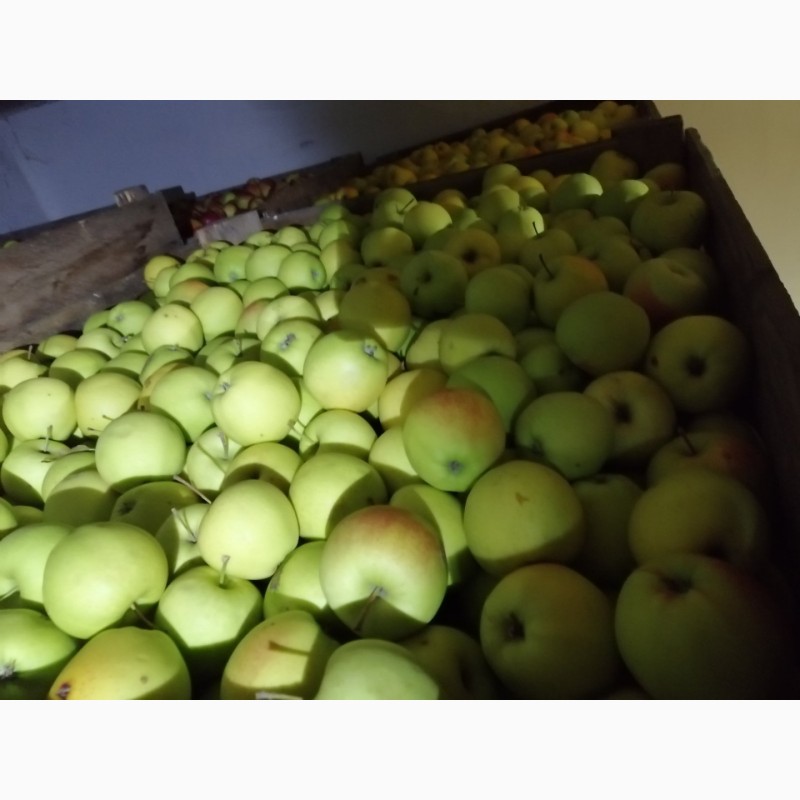 Фото 7. Продам яблука із власного саду
