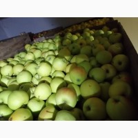 Продам яблука із власного саду