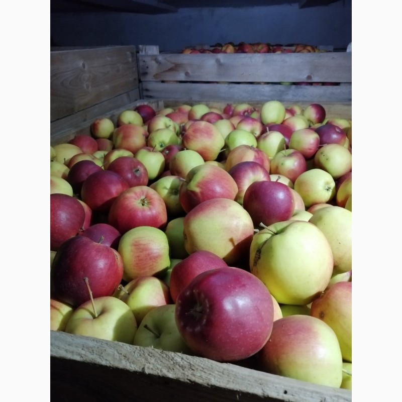 Фото 8. Продам яблука із власного саду