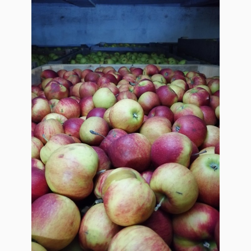 Фото 9. Продам яблука із власного саду