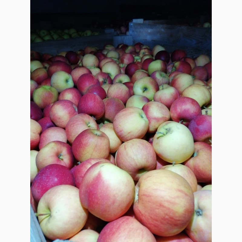 Фото 10. Продам яблука із власного саду