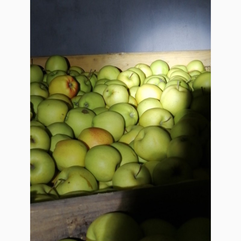 Фото 11. Продам яблука із власного саду