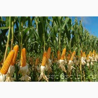 Семена кукурузы ДН Фиеста( ФАО 260)