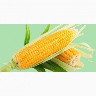 Семена кукурузы, Муасон ФАО 330, фракция Экстра, F1