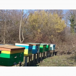 Бджолопакети 2020 Закарпаття карпатка