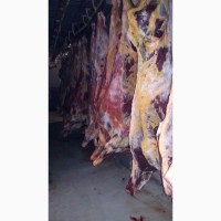 Фото 6. Есть покупатели баранины говядины живую, охлаждённые замореженую туши и полутуши