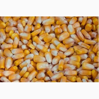 Купуємо кукурудзу. Великий ОПТ. По всій території України. Висока ціна