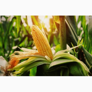 Семена кукурузы Симона ФАО -360, фракция экстра, (Семанс Франция)