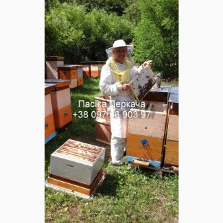 4-х, 5-ти та 6-ти рамкові бджолопакети карпатки доставка по Україні