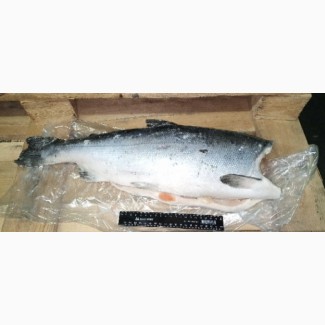 Рыба Кижуч 2, 7-4, 1 кг Премиальный