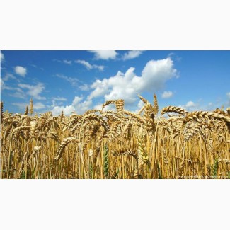 Куплю пшеницю. Можливий самовивіз. По всій Україні. Висока ціна