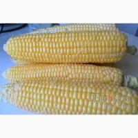 Семена кукурузы ДН Днипро (ФАО 300)