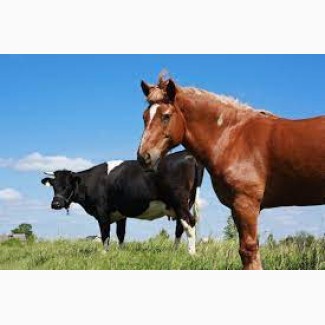Закуповую коней коров биків