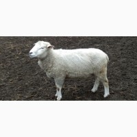 Продам баранів, овець, валухів на м#039; ясо