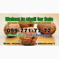 Walnut in shell for sale, Ukraine! Season 2024| Pre-order available! High Quality