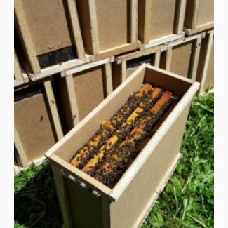 Продам пчелопакеты бджолопакети карпатка