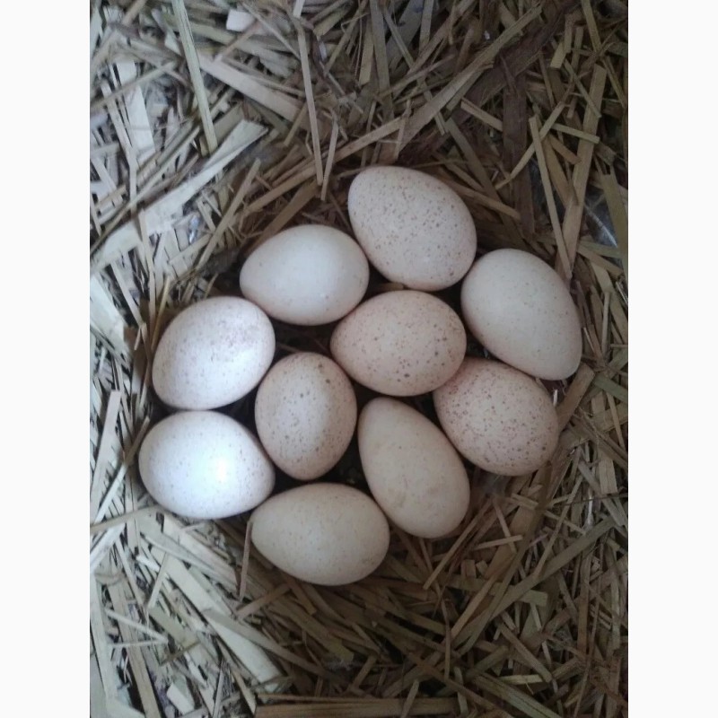 Купить инкубационное яйцо в воронежской области. Инкубационное яйцо индюков. Инкубационное яйцо Дрофы. Hub1007011 яйцо инкубационное чьё. Гризбар яйцо.