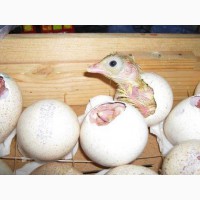 Продам инкубационное яйцо индюков