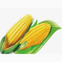 Куплю кукурузу (фуражную)