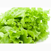 Продам салат листовой (ладошка ~ 80 - 100 грамм пучок). Крупный опт