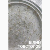 Личинка амура, білого товстолоба та гібрида Б.Т. в сторону білого