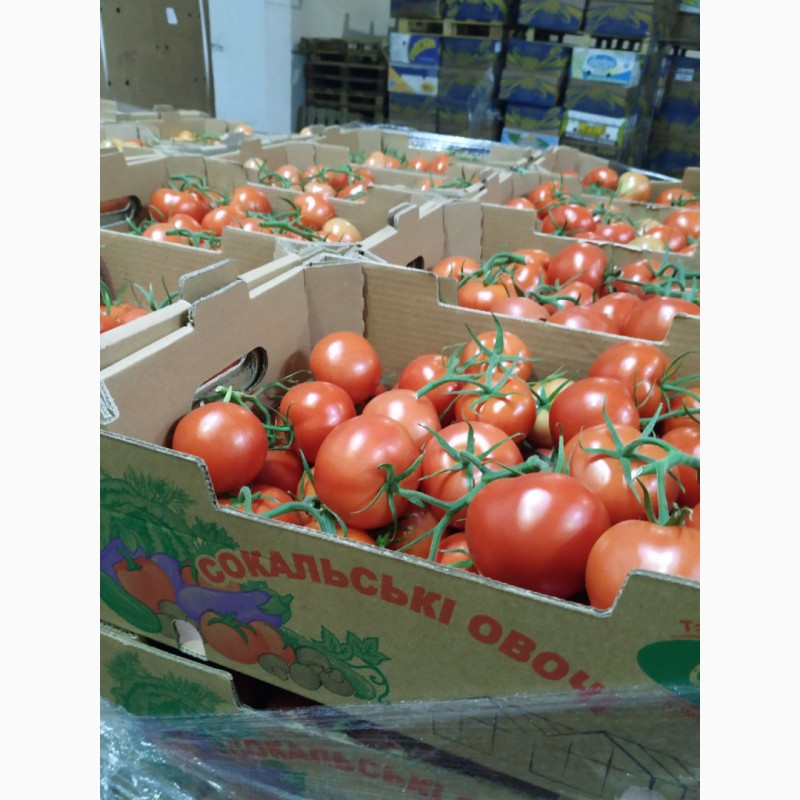 Фото 10. Продам овощи и фрукты от поставщика с 5 тонн