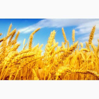 Купуємо пшеницю по всій Україні (2, 3, 4, 5, 6 сорти)