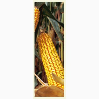 Насіння кукурудзи ДКС 3759 ФАО 290