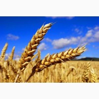 Продам пшеницю фуражну від виробників та менеджерів з збуту з 20 тонн