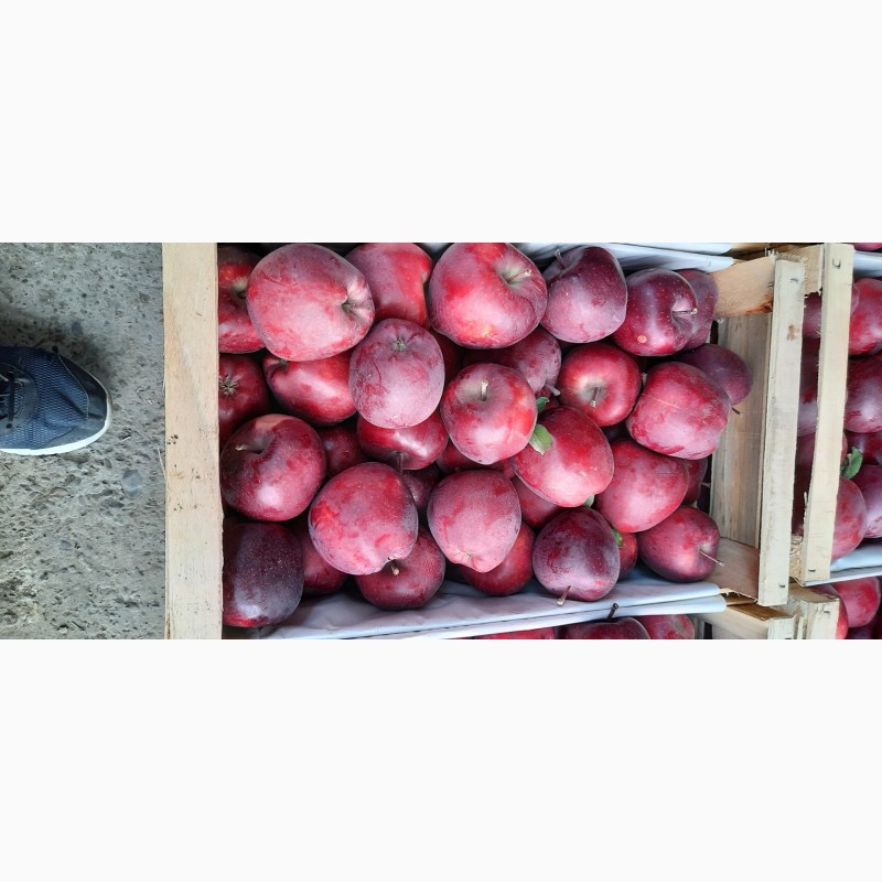 Фото 2. Продаєм яблука у великій кількості різних сортів