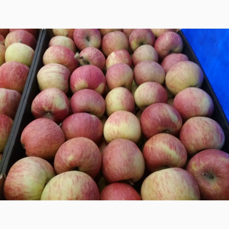 Фото 4. Продаєм яблука у великій кількості різних сортів
