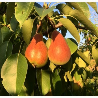 Продам грушу сортів Талгарка, Стрийська, Нояберська