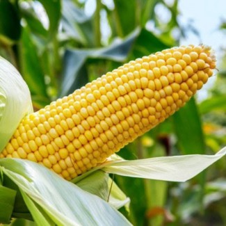 Семена кукурузы, Патриция ФАО 300 (фракция стандарт)