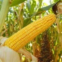 Семена кукурузы Сегеди 386, ФАО 380