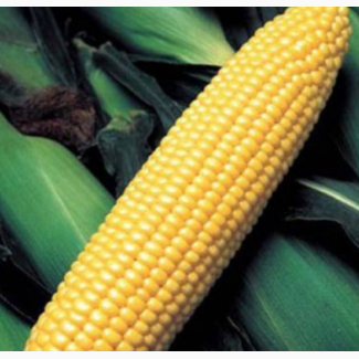 Семена кукурузы ДКС 3623 ФАО 290
