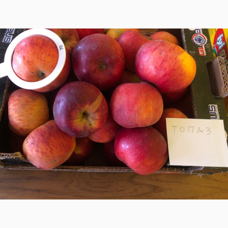 Фото 7. Яблука різних сортів, 2 сорту, для промпереробки, техничне