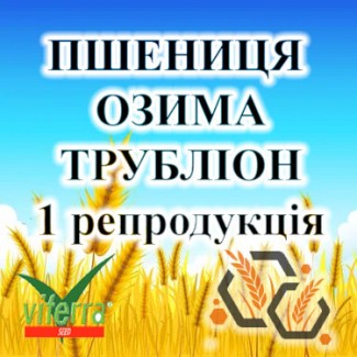 Насіння озимої пшениці ТРУБЛІОН 1 репродукція VITERRA