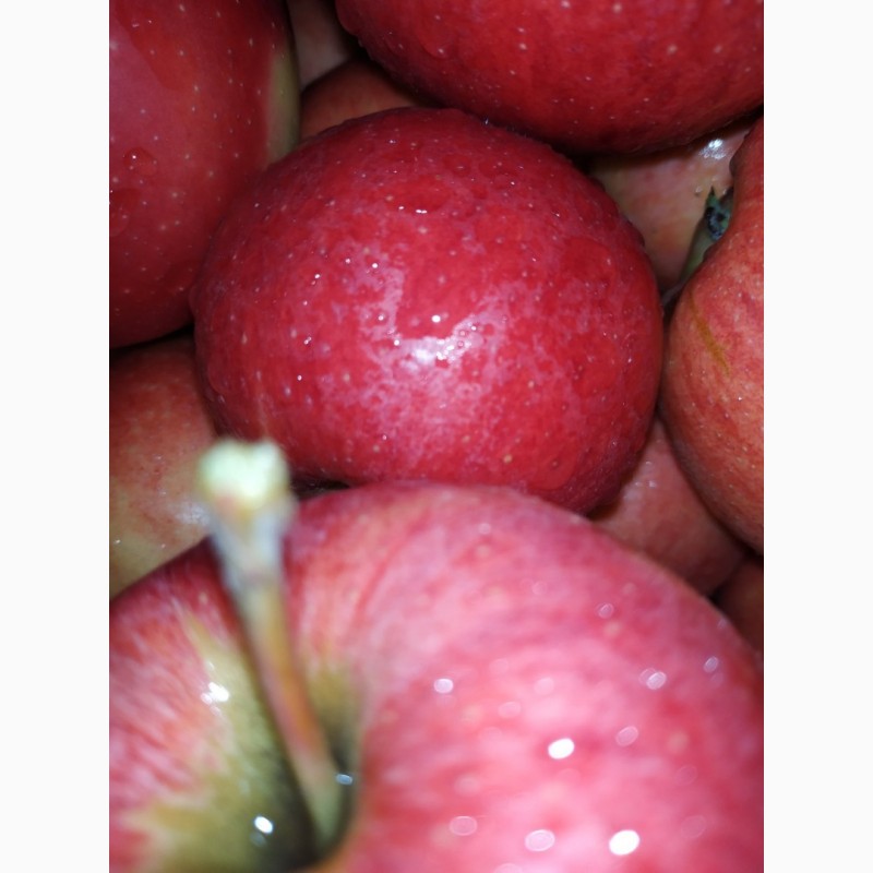 Фото 2. Продам яблоки от производителя