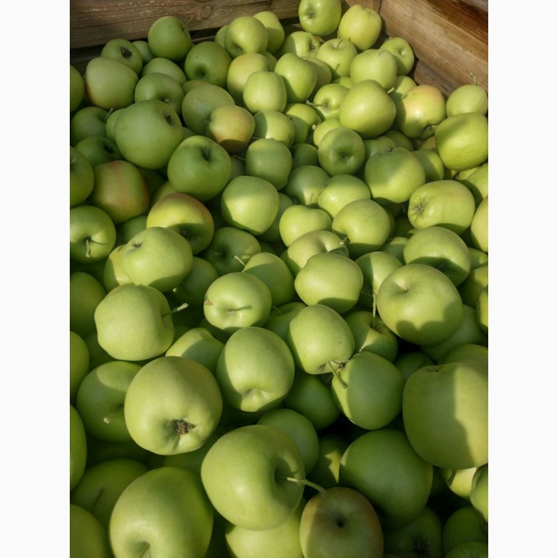 Фото 4. Продам яблоки от производителя