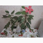 Продам гибискус комнатный пестролистный - гибискус Купера (китайская роза)