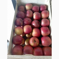 Продам яблоко (Фуджи, Моди)