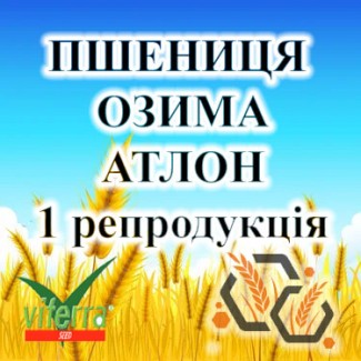 Насіння озимої пшениці АТЛОН 1 репродукція VITERRA