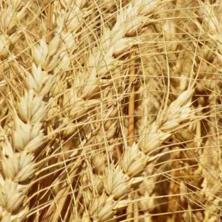 Семена озимой пшеницы Благодарка Одесская, 115-120 ц/га