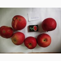 Срочно продам яблоки разных сортов и сок натуральнный от производителя